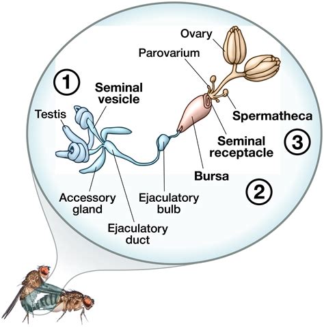 drosophila testis|Dynamic sex chromosome expression in Drosophila male germ .